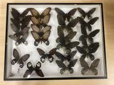 a lot of butterflies that are in a glass case
