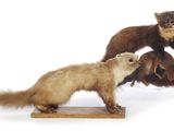 trois peluches empilées les unes sur les autres