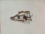 a drawing of a man dressed in a native outfit