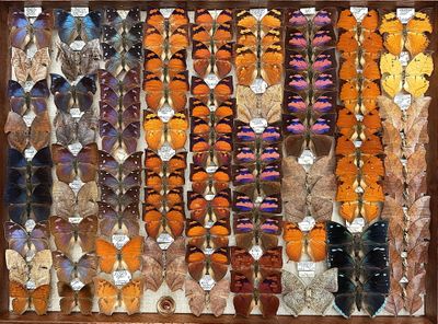 a picture of a display of different types of butterflies
