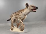 a hyena that is standing on a piece of paper
