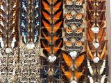 many different types of butterflies in a display case