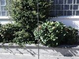 une lampe située sur le trottoir près d'un buisson