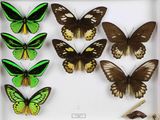 plusieurs papillons dans une boîte blanche contenant un bâtonnet en bois
