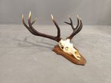 a close up of a deer ' s head with antlers on a wooden stand