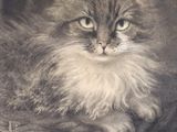 un dessin représentant un chat assis dans un panier