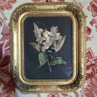 une photo d'une photo d'une fleur dans un cadre doré