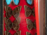 a picture of a display of butterflies in a shadow box