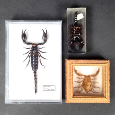 a picture of a scorpion and a bug in a picture frame