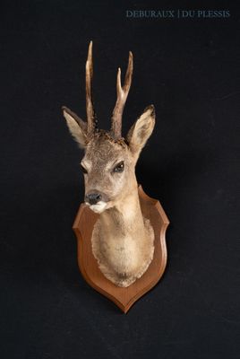 a deer head mounted on the wall of a room