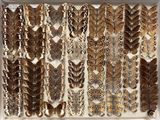 many different types of butterflies displayed in a display case