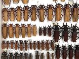 a lot of bugs that are hanging on the wall