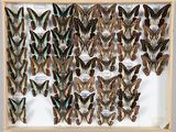 de nombreux types de papillons différents présentés dans une vitrine