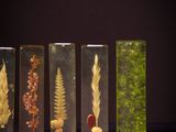 five glass vials with different types of plants in them