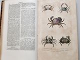 an open book with a picture of crabs on it