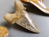 three fossil teeth are shown on a table next to a piece of bread