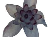 a purple flower that is sitting on a white surface