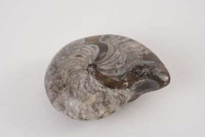 an image of a fossilized shell on a white surface
