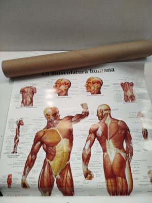 a picture of a poster of muscles on a roll of paper