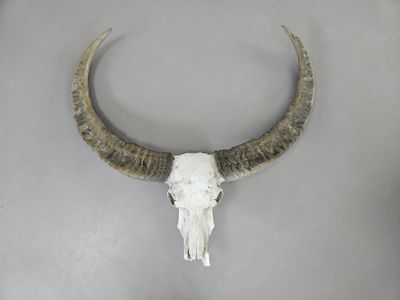 Trophée de chasse. Massacre de buffle asiatique (Bubalus bub…