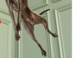 a dog that is jumping in the air with a frisbee