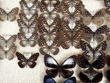 a lot of butterflies that are hanging on the wall