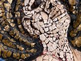 a painting of a woman with a snake on it ' s back