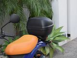 a scooter that is parked next to a plant