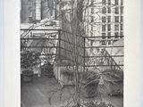 une photo en noir et blanc d'une plante en pot devant un immeuble