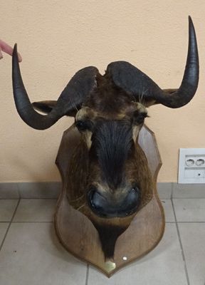 une fausse tête d'animal à cornes exposée par terre