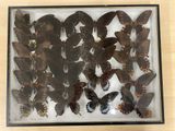 a lot of butterflies that are in a glass case