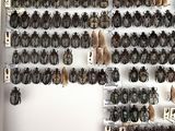 a lot of bugs that are on the wall