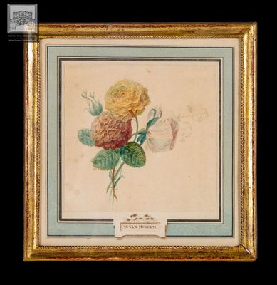Margaretha Van Huysum, "Fleurs", aquarelle