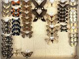many different types of butterflies displayed in a shadow box