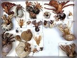 many different types of sea life displayed in a white box
