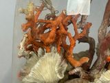 a glass clochet with corals and shells inside of it
