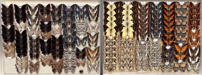 many different colored feathers on display in a display case