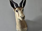 a antelope head mounted on the wall of a room