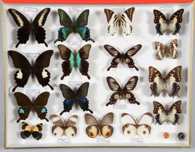 de nombreux types de papillons différents présentés dans une vitrine