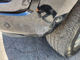 a black bear that is standing on the front bumper of a car