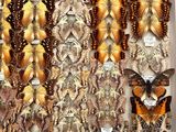 butterflies and moths displayed in a display case in a museum