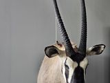 a antelope head mounted on a wall in a room