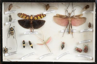 de nombreux insectes dans une vitrine-cadre, accompagnés d'étiquettes
