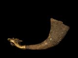 a large horn shaped object with a bird on it