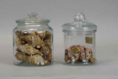 two glass jars with shells inside of them on a table