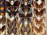 many different types of butterflies in a display case