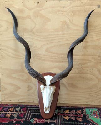 une photo représentant une grande tête d'antilope empaillée, fixée sur un mur en bois