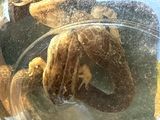 une photo d'un serpent dans un bol en verre