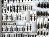 a lot of bugs that are hanging on the wall