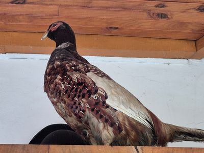 un oiseau perché sur un chapeau